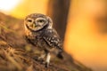 Spotted owlet Royalty Free Stock Photo