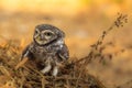 Spotted owlet Royalty Free Stock Photo