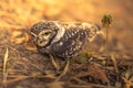 Spotted owlet Royalty Free Stock Photo