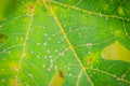 Spotted on papaya leaf due to lack of fertilizer and diseased. P