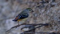 Spotted Pardalote Bird in Australia