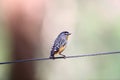 Spotted pardalote