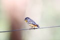 Spotted pardalote