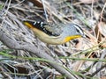 Spotted Pardalote