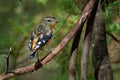 Spotted Pardalote - Pardalotus punctatus small australian bird, beautiful colors, in the forest in Australia, Tasmania