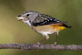 Spotted Pardalote