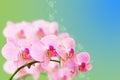 Spotted pastel orchid flowers on gradient Royalty Free Stock Photo