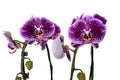 Spotted phalaenopsis orichid on white background isolated Royalty Free Stock Photo