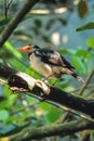 Spotted Pied myna bird is sitting on a branch of tree