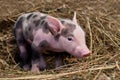 Spotted pig Royalty Free Stock Photo
