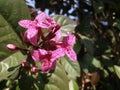 The spotted pink flower bunch.