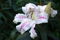 Spotted pink and purple easter Lilly Royalty Free Stock Photo