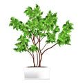 Spotted plant ficus, pipal in a white pot. Element of home decor. The symbol of growth and ecology.