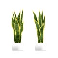 Spotted plant sansevieria in a white pot. Element of home decor. The symbol of growth and ecology.