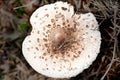 Spotted poison toadstool in autumn forest Royalty Free Stock Photo