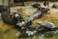 Spotted Pond Turtle black pond turtle, Indian spotted turtle is freshwater turtle endemic to South Asia. The shell is dark brown Royalty Free Stock Photo