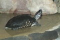 Spotted pond turtle