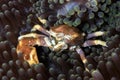 Spotted Porcelain Crab