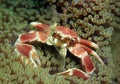 Spotted Porcelain Crab Royalty Free Stock Photo