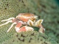 Spotted porcelain crab, Neopetrolisthes maculatus. Pulisan, North Sulawesi Royalty Free Stock Photo