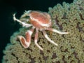 Spotted porcelain crab, Neopetrolisthes maculatus. Pulisan, North Sulawesi