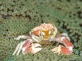 Spotted porcelain crab, Neopetrolisthes maculatus. Pulisan, North Sulawesi Royalty Free Stock Photo