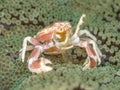 Spotted porcelain crab, Neopetrolisthes maculatus. Pulisan, North Sulawesi