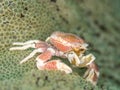 Spotted porcelain crab, Neopetrolisthes maculatus. Pulisan, North Sulawesi