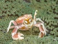 Spotted porcelain crab, Neopetrolisthes maculatus. Pulisan, North Sulawesi Royalty Free Stock Photo