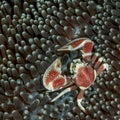 Spotted porcelain crab Royalty Free Stock Photo