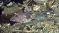 Spotted prawn-goby Amblyeleotris guttata in Fujairah UAE Oman gulf
