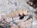 Spotted prawn-goby Royalty Free Stock Photo
