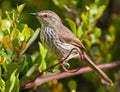 Spotted Prinia in green bush