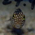 Hawaiian Whitespotted Toby Spotted Puffer