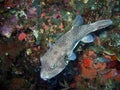 Spotted Puffer Fish, Bali