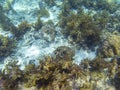Spotted puffer fish closeup. Coral reef underwater photo. Tropical seashore diving. Undersea wildlife of coral reef