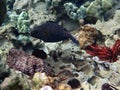 Spotted Pufferfish having a Swim Royalty Free Stock Photo