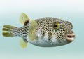 A spotted pufferfish with a unique pattern and sharp teeth Royalty Free Stock Photo