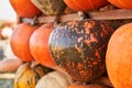 Spotted pumpkin placed on shelf for commercial purpose in fall.