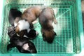 Spotted puppies sleeping in plastic green basket. Dog fur coats shine under the sun`s rays. The plastic crate has become a rest Royalty Free Stock Photo