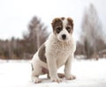 Spotted puppy of breed Alabay on a background of winter nature. Central asian shepherd dog Royalty Free Stock Photo