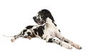 Spotted purebred Great Dane dog on a white background