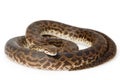 Spotted Python Royalty Free Stock Photo