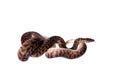 Spotted Python on white background Royalty Free Stock Photo