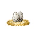 Spotted quail eggs on the straw. Watercolor illustration. Pair of bird eggs lying on the hay roost. Hand drawn farm bird