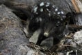 Spotted quoll animal Tasmania Australia Royalty Free Stock Photo