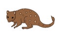 Spotted Quoll vector illustration