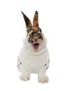 Spotted rabbit smiles with open mouth and teeth isolated on a white