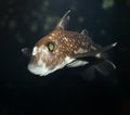 Spotted Ratfish Royalty Free Stock Photo