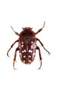 Spotted red beetle on the white background Royalty Free Stock Photo